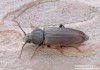 tesařík pruhovaný (Brouci), Asemum striatum, Cerambycidae, Asemini (Coleoptera)